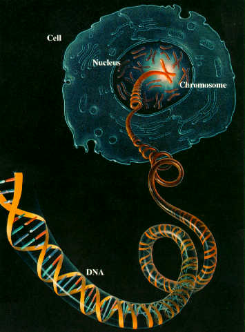Cell and Nucleus
